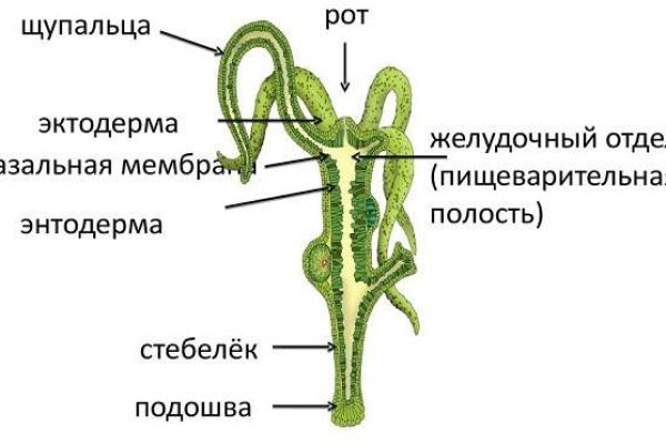 Kraken kraken link24 info