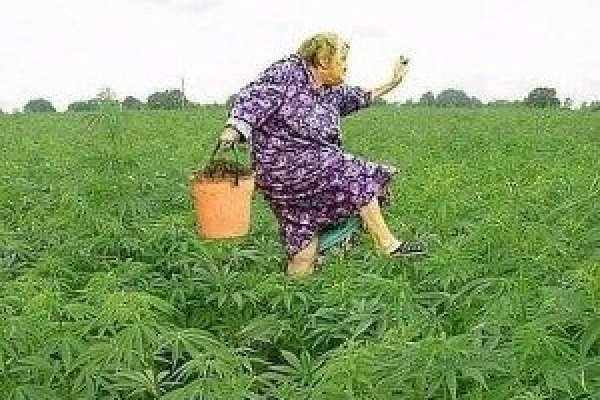 Рабочее зеркало кракен