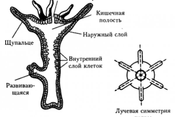 Kraken 24 top